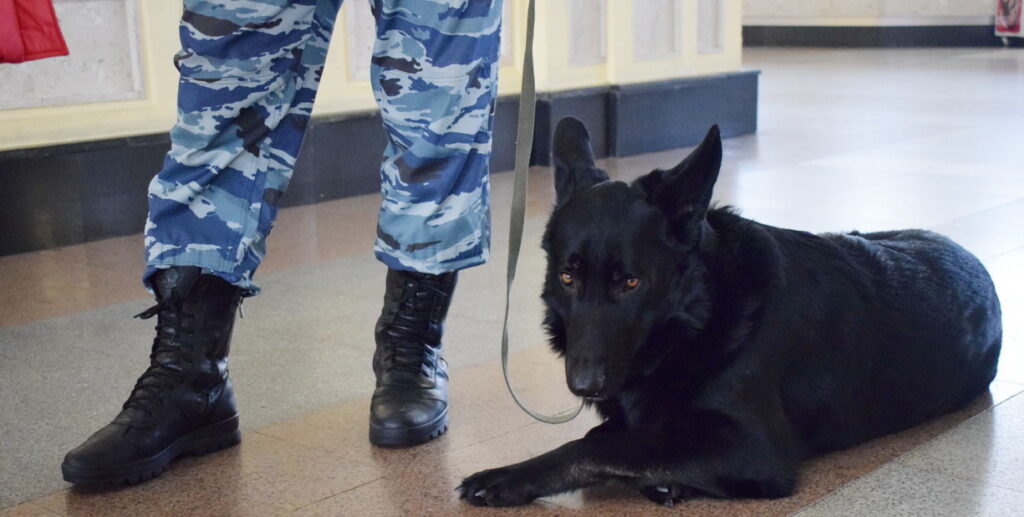Полиция, работа, вокзалы, поезда