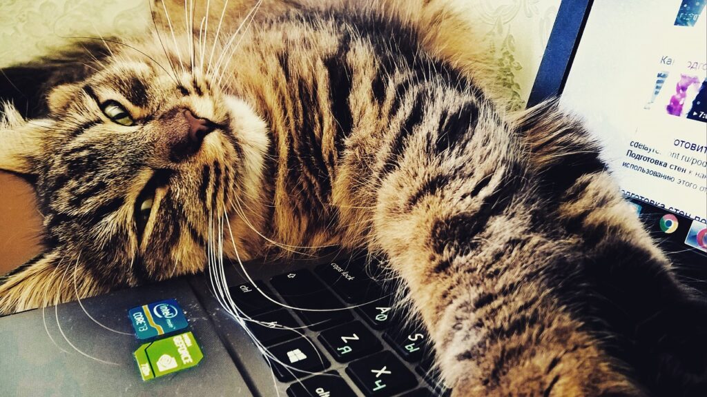 кот на работе
