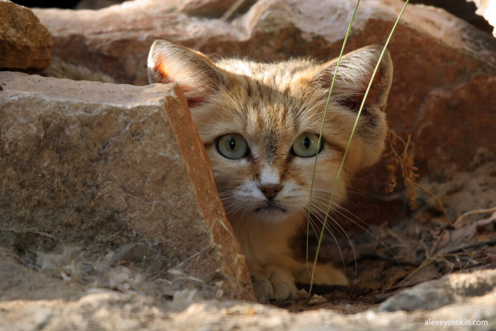 кот