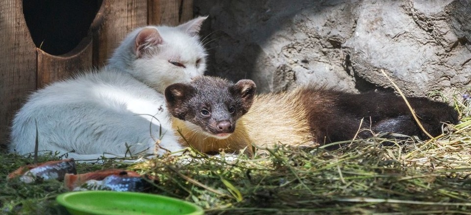 харза и кошка