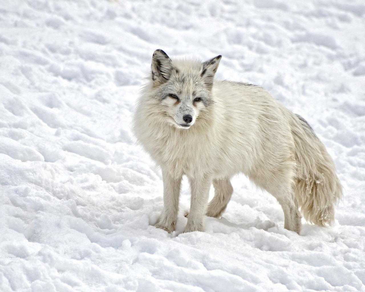 север