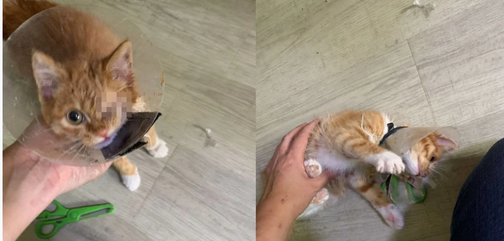 котенок