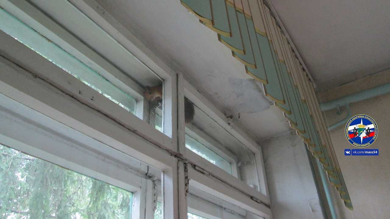 белка в садике