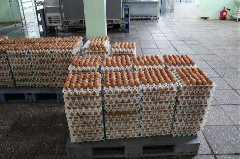 яйца